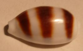 SELTENE CYPRAEA ASELLUS,--18,7 MM,--BESTE QUALITÄT: GEM