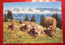 Flumserberge Sarganserland 1970 Alpmotiv auf der Prodalp