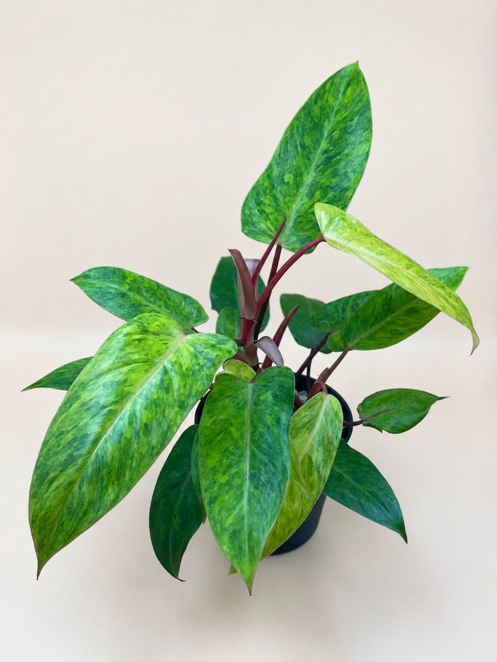 Pflanzen & Samen: Philodendron Painted Lady – Neu (gemäss Beschreibung) aus Zürich von Leafscape