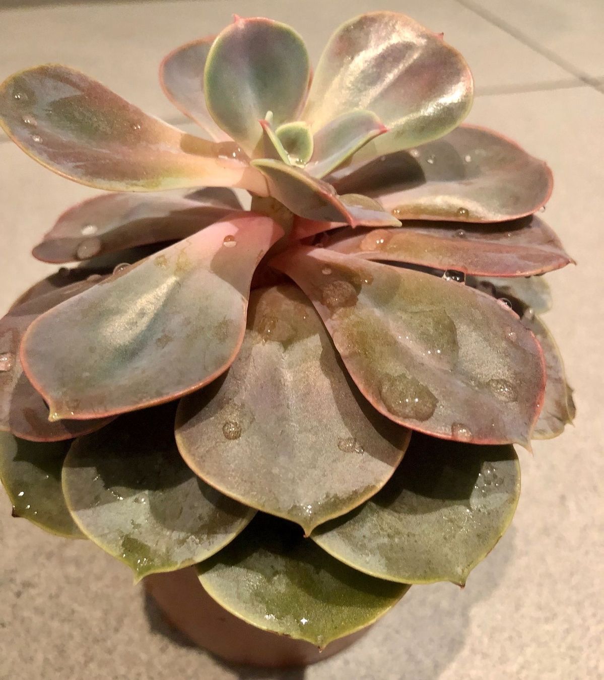 Pflanzen & Samen: Sukkulente Echeveria PERLE VON NÜRNBENG – Neu und originalverpackt aus Rovio von POSITIFFARTandPLANTS 2