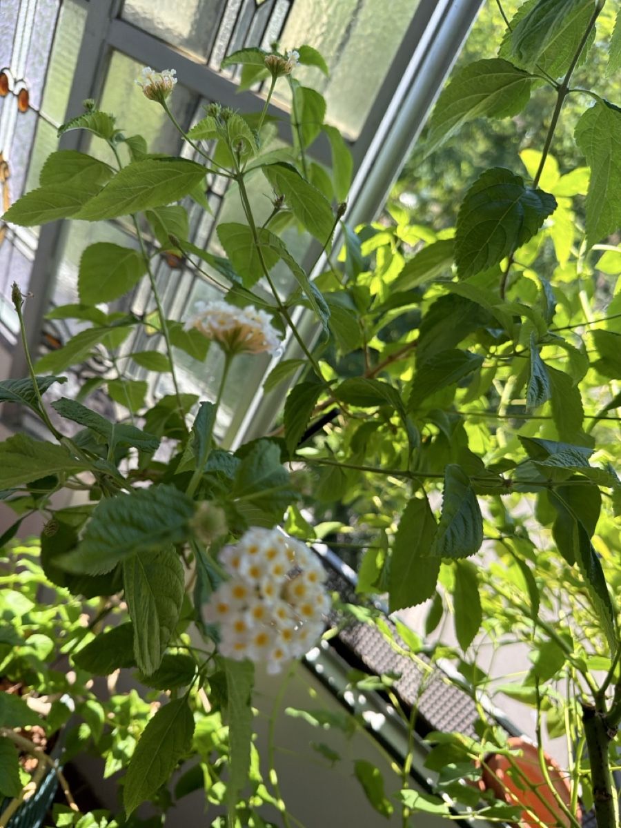 Piante & sementi: Lantana Pflanze im Topf Lambert – Usato da Zürich venduto da joyfulgrace 5
