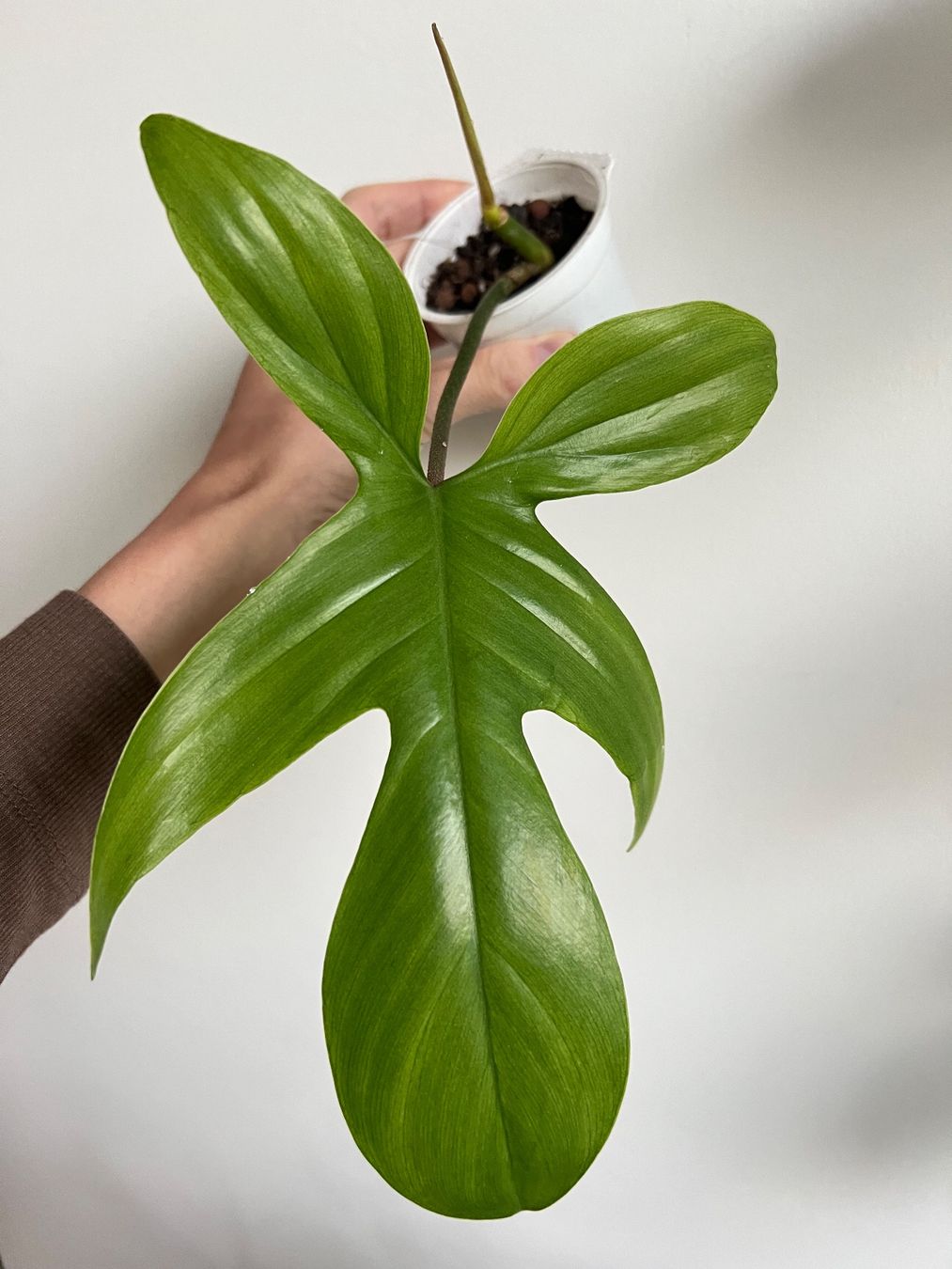 Piante & sementi: 🔥Philodendron Florida Ghost – Usato da Glattpark(Opfikon) venduto da ste_n99y 1