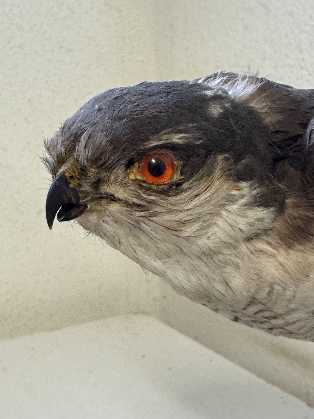 Welt der Tiere: Präparat Sperber / Accipiter nisus – Gebraucht aus zürich von goldklumpen 2