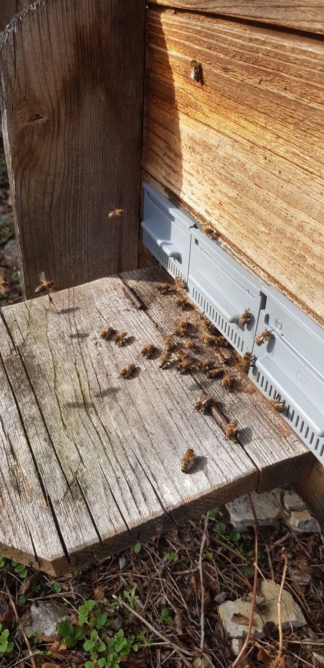 Autres: Bienenkönigin-Abspergitter – D'occasion à Schaffhausen par beny06 1