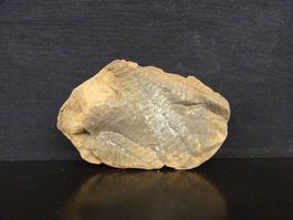 Versteinerte Pflanze Fossil FARN MAZON CREEK ILLINOIS USA