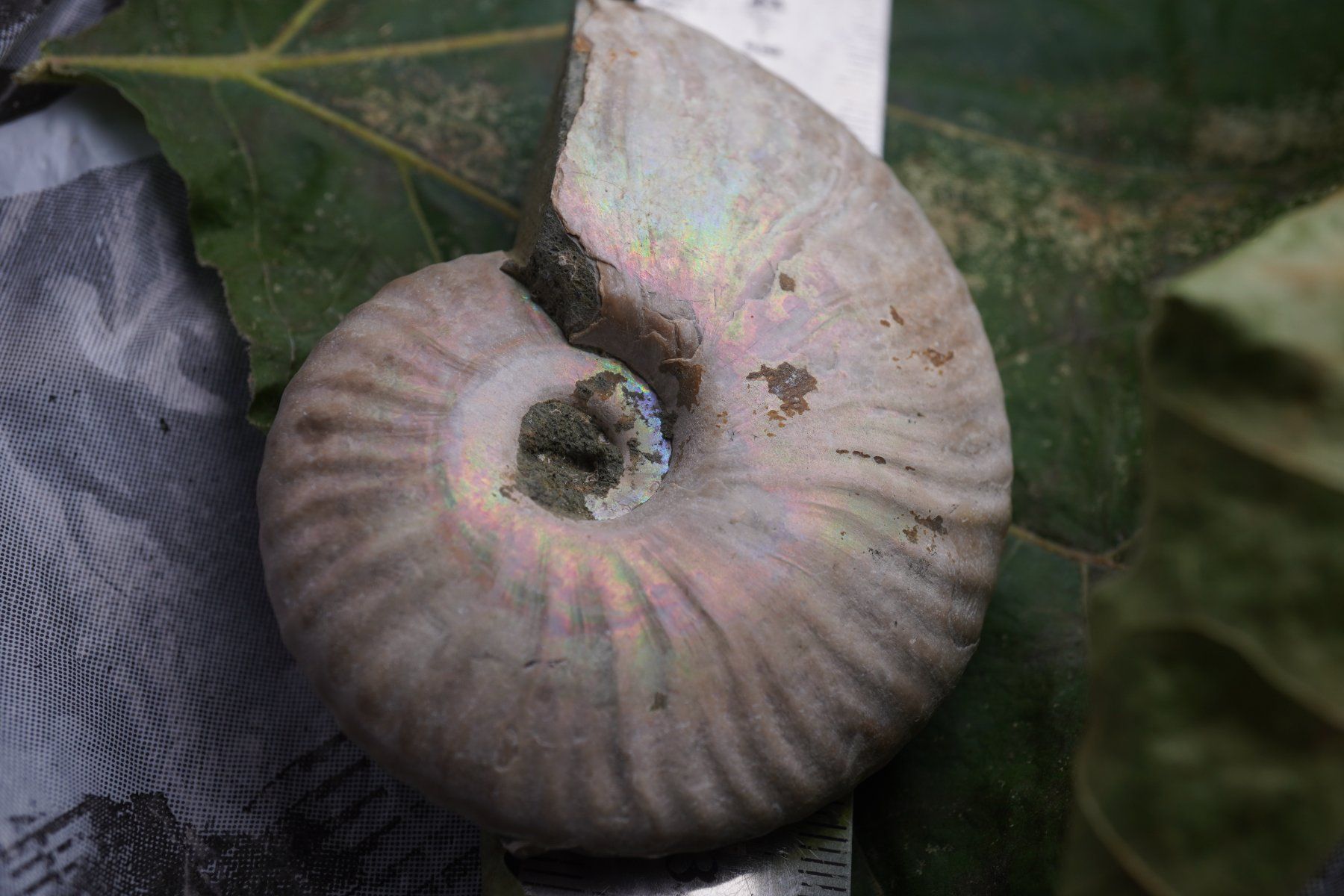 Minéraux & Lithothérapie: Ammonit  Opalisiert   Wunderschön  ca  75mm – Neuf avec emballage d'origine à Eschenbach SG par topstone 6