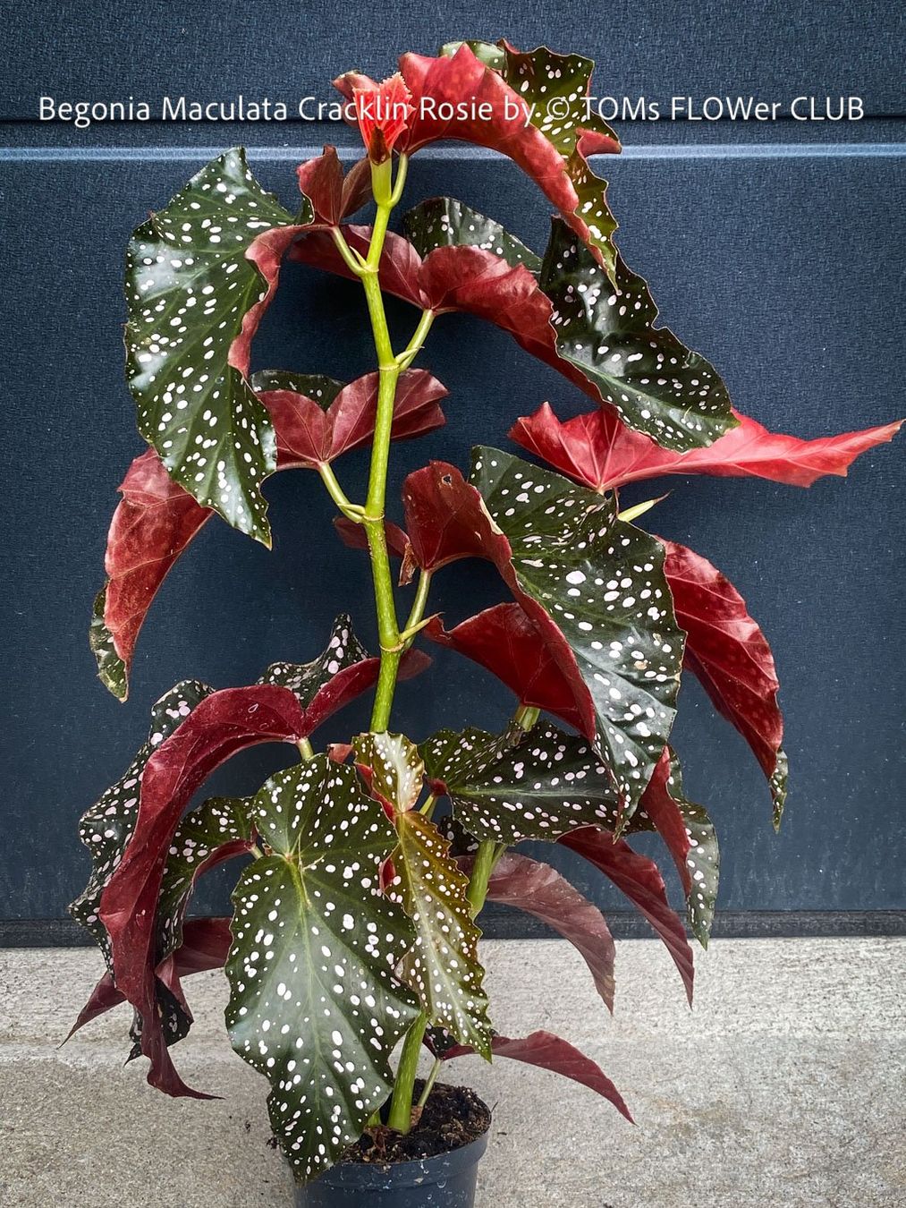 Pflanzen & Samen: Begonia Maculata Cracklin Rosie - einzigartige Farben – Neu und originalverpackt aus Adliswil von TAKEYOURPLANT 1