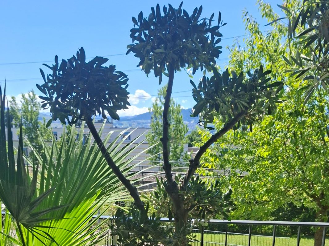 Pflanzen & Samen: Bonsai Olivenbaum – Neu (gemäss Beschreibung) aus Männedorf von Olivenbaum26 1