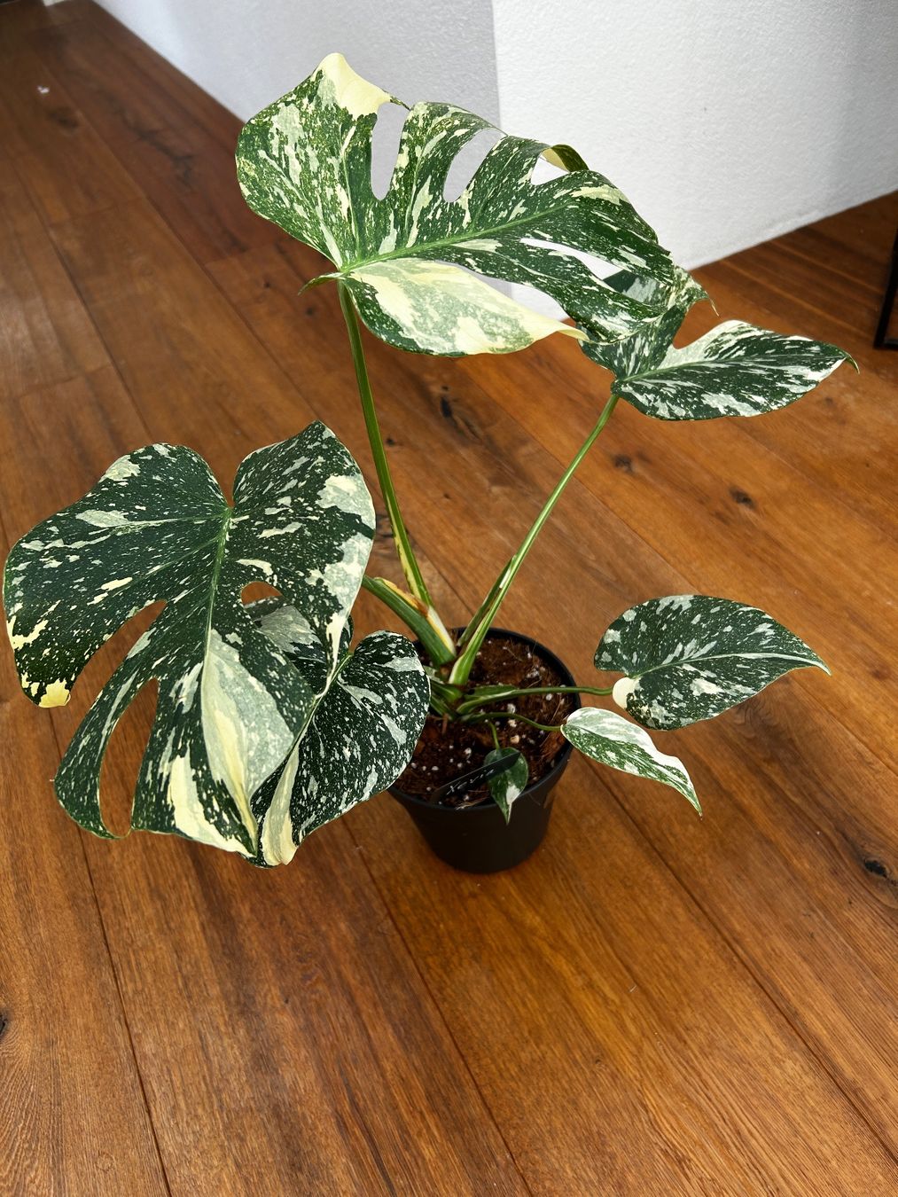Piante & sementi: Monstera Thai Constellation💚 – Usato da Wattwil venduto da Mikesplantshop 1