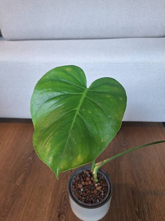 Pflanzen & Samen: Monstera – Gebraucht aus Winterthur von fam_hx 2