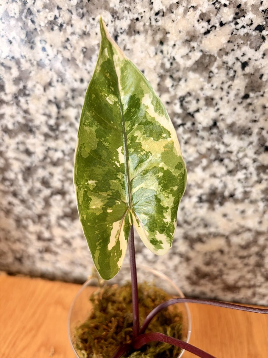 Pflanzen & Samen: Alocasia Black Stem Albo – Neu (gemäss Beschreibung) aus Kaiseraugst von dka_b97z 2
