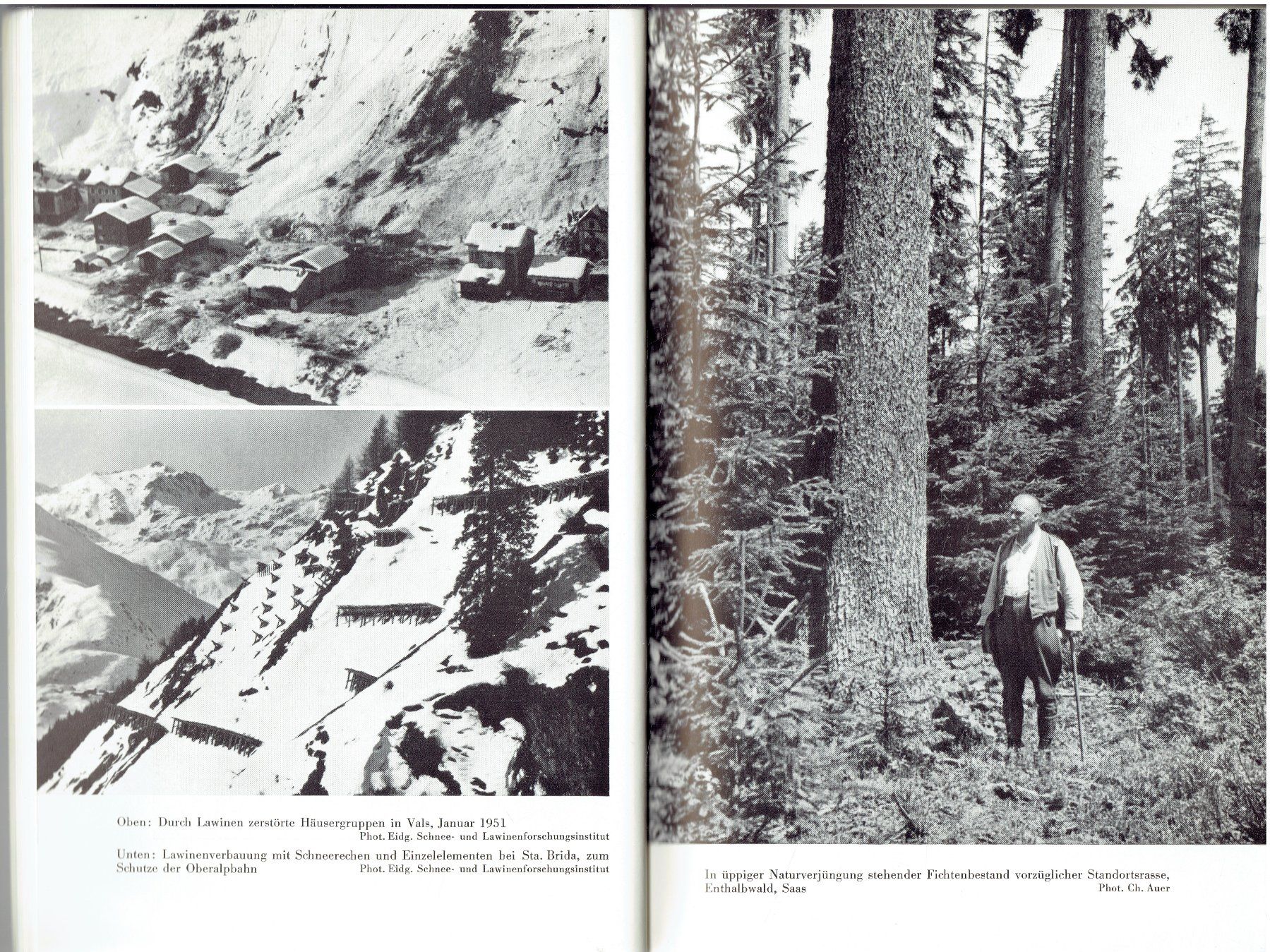Bücher: Bündnerwald 1951 – Gebraucht aus Flims - Dorf von Stagediver 4