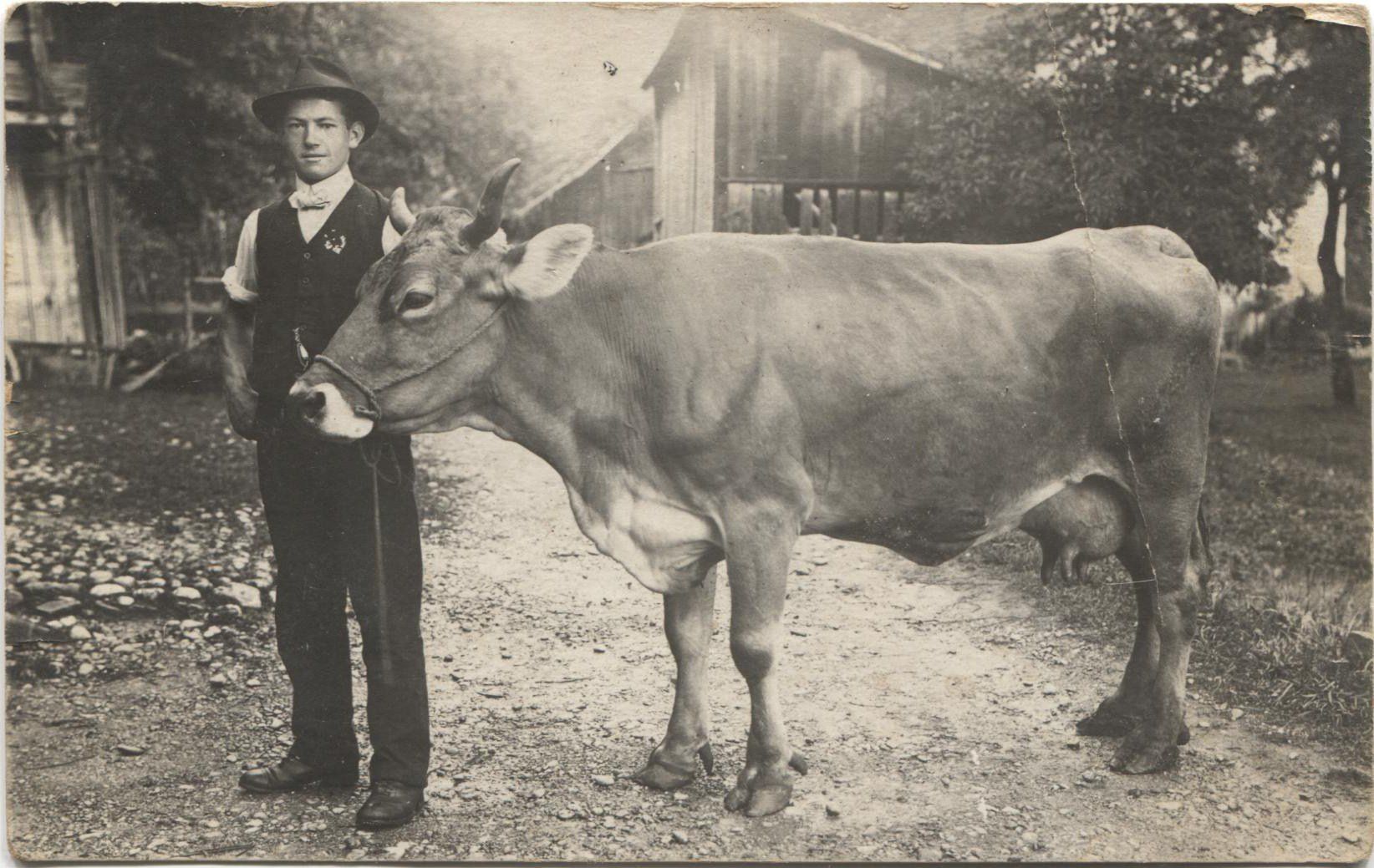 Cartoline postali: LANDWIRTSCHAFT/BAUER 1910 mit Kuh – Usato da Wil SG venduto da Clanx