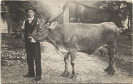 LANDWIRTSCHAFT/BAUER 1910 mit Kuh