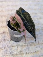 Alocasia Polly Albo Pink Variegata 