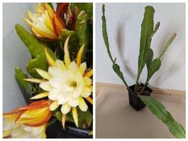Epiphyllum Blattkaktus Orchideenkaktus cremweiss-gold bew.
