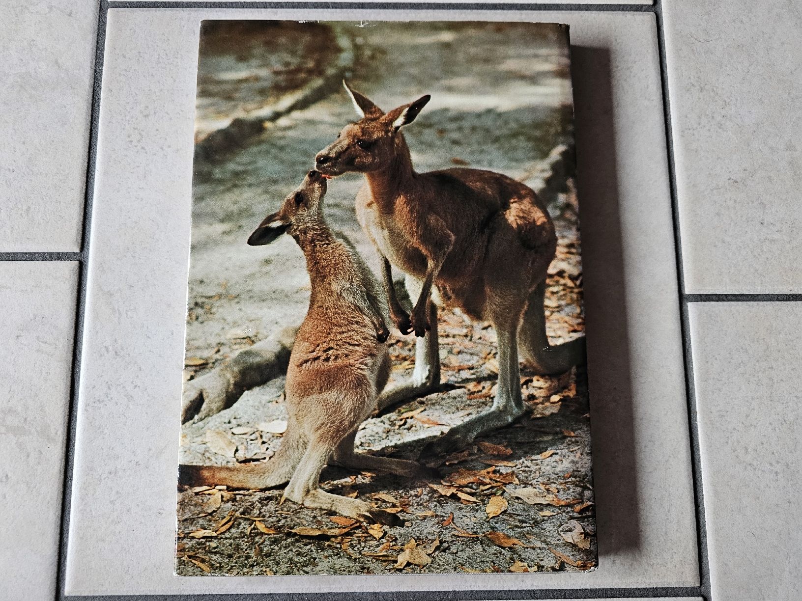 Libri: Austarlien  /  Wunderbare 165 Seiten über Australien – Usato da Schneisingen venduto da backstore24 1