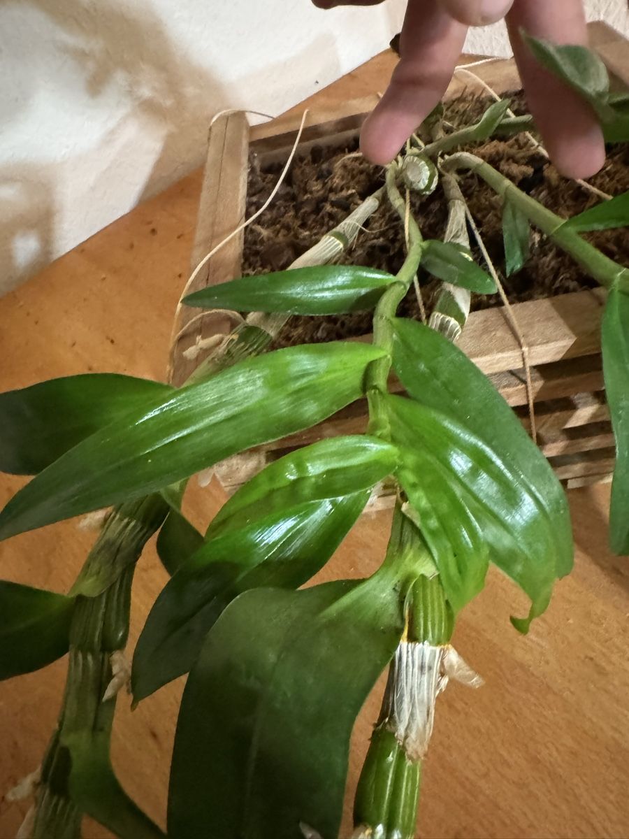 Piante & sementi: Dendrobium – Usato da Männedorf venduto da mrclst 5