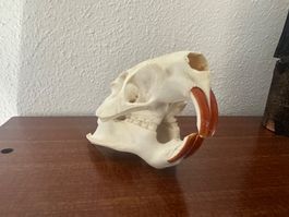 Nutriaschädel (Bieberratte), Schädel, Tier, Dekoration