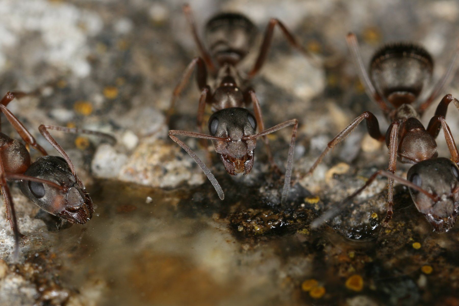 Canon Blitze: Canon Macro Ring-Blitzgerät MR-14EX – Gebraucht aus Eichberg von henrikinch 4
