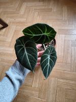 Alocasia black velvet Rhizom