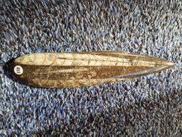 Orthoceras 1