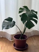 Monstera normal ohne Topf (Post möglich, Update 01.09.2026)