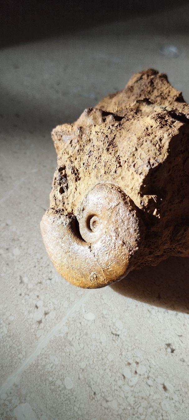Fossiles: Fossilien – D'occasion à Oberdorf SO par and_jxk2 3