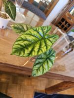Alocasia Sinuata Quilted Dreams Rhizom 2