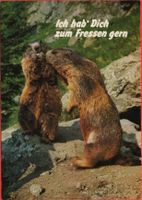 MURMELTIERE