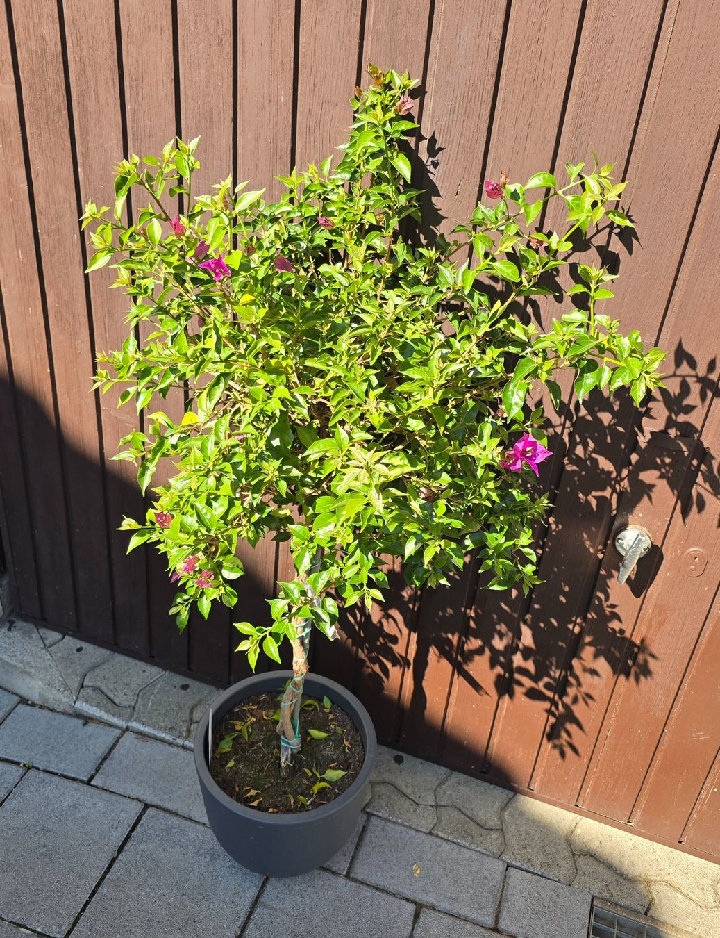 Piante & sementi: Wunderschöne Bougainvillea – Nuovo (secondo la descrizione) da Aarburg venduto da popkorn65 5