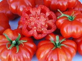 30 Samen ROSSO SICILIAN TOGETTA Tomate