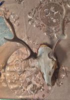 SIKA HIRSCH TROPHÄEN