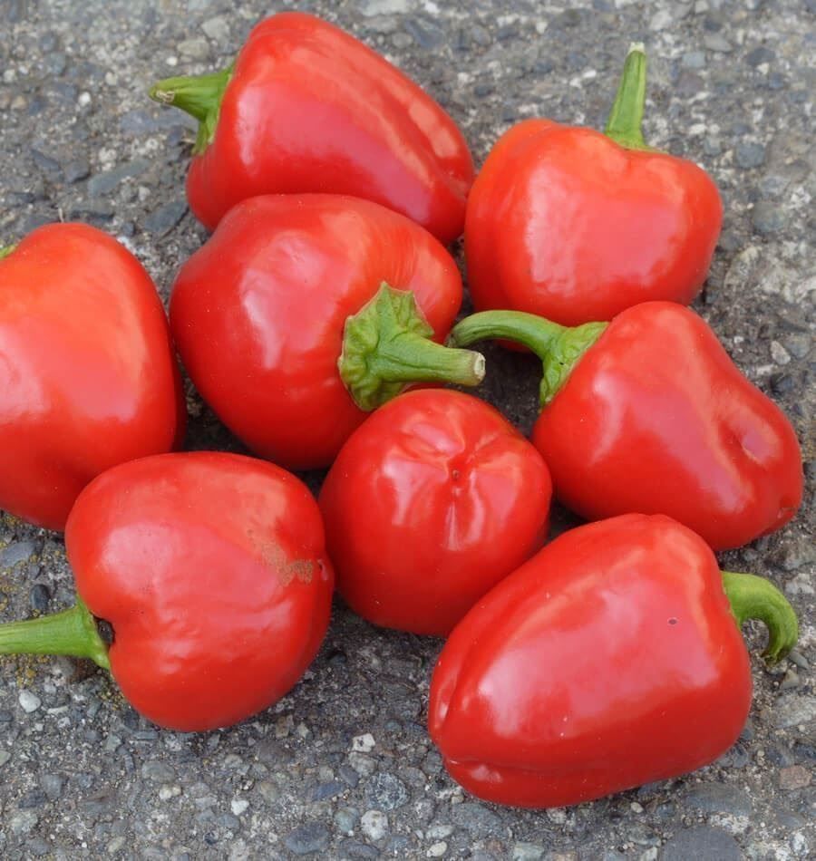 Piante & sementi: 50 Samen Paprika MINI BELL RED – Nuovo (secondo la descrizione) da Ehrendingen venduto da VerveinaSamen 4