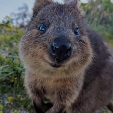 Profile image of Quokka_09