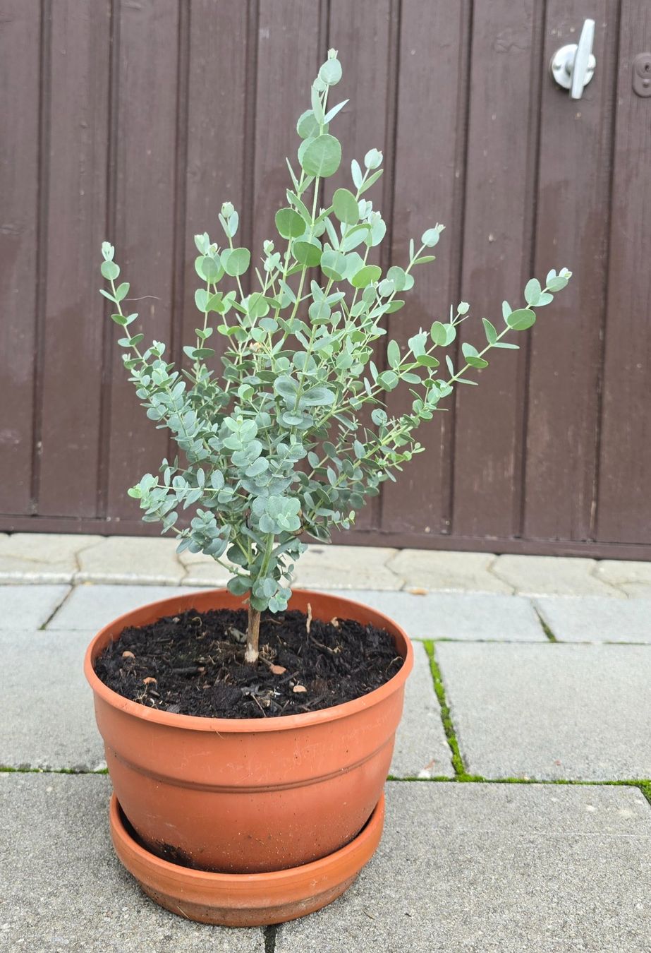 Piante & sementi: Eukalyptus Pflanze - Tischdeko, Geschenk... – Nuovo (secondo la descrizione) da Aarburg venduto da popkorn65 3
