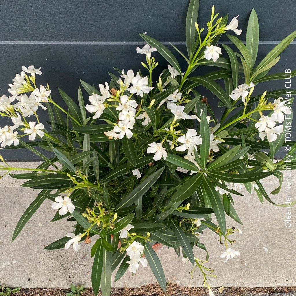 Piante & sementi: Nerium Oleander mediterrane Blütenpracht in weiss oder rosa – Nuovo e nell'imballaggio originale da Adliswil venduto da TAKEYOURPLANT 4