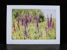 MIGROS MANIA Nature Detectives Nr. 61