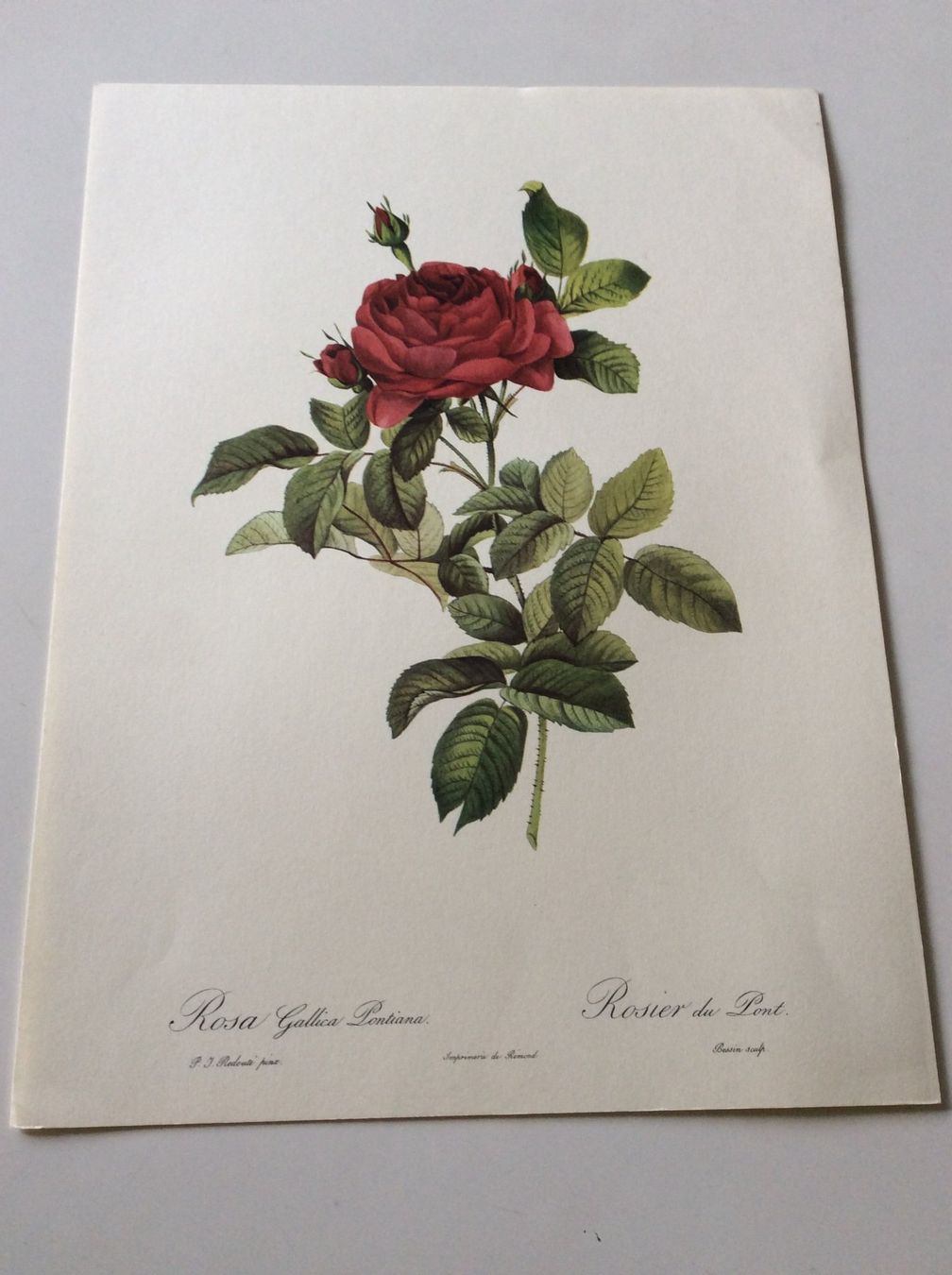 Grafiken & Lithographien: Illustration PJ Redouté – Gebraucht aus Genève von edelweiss1900