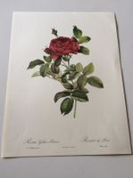 Illustration PJ Redouté