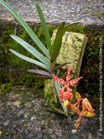 Renanthera Monachica Orchidee mit zauberhaften Blüten