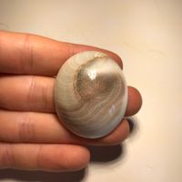 riesiges Shiva Auge Opperculum Cabochon 114 Karat