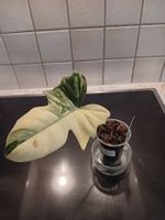 Philodendron Paradise Beauty Variegata