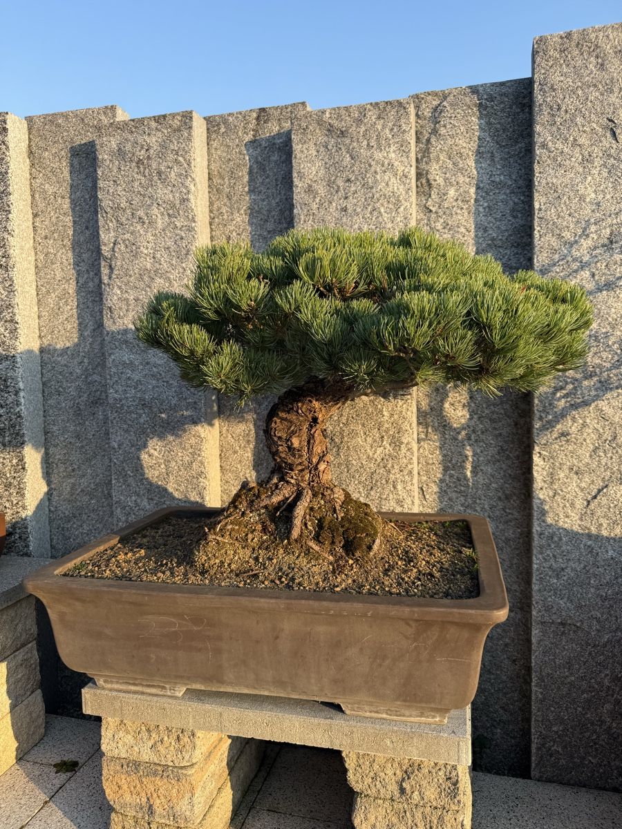 Wunderschner, alter Bonsai Baum fr den Garten! (Gebraucht) in  Bachenblach fr CHF 3190  nur Abholung auf Ricardo kaufen
