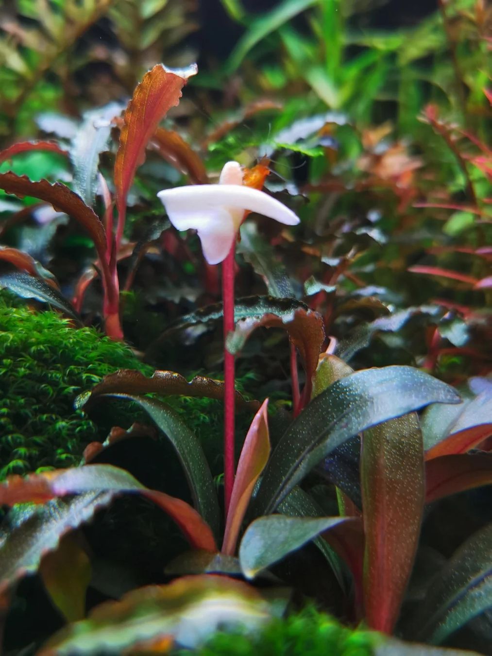 Pflanzen & Samen: Bucephalandra serimbu brown – Gebraucht aus Winterthur von Aquascaper321 1