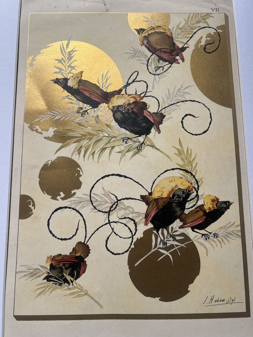 Grafica & Litografie: Chromolithographie Oiseaux – Usato da Cologny venduto da flo_7dnj 2