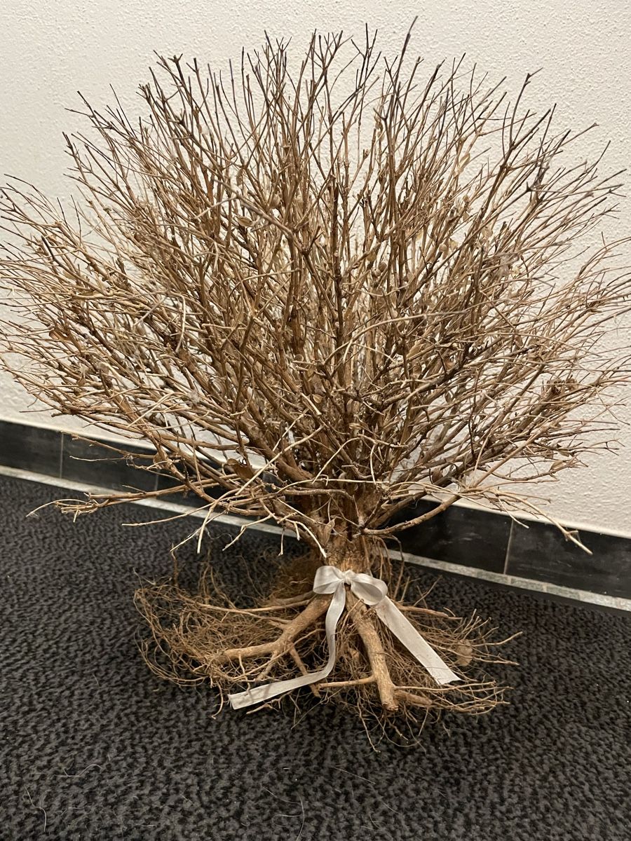 Plantes & graines: Buchsbaumkugel getrocknet – D'occasion à Siebnen par Starlauf