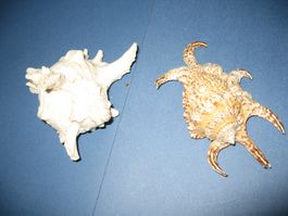 Muscheln von 1939
