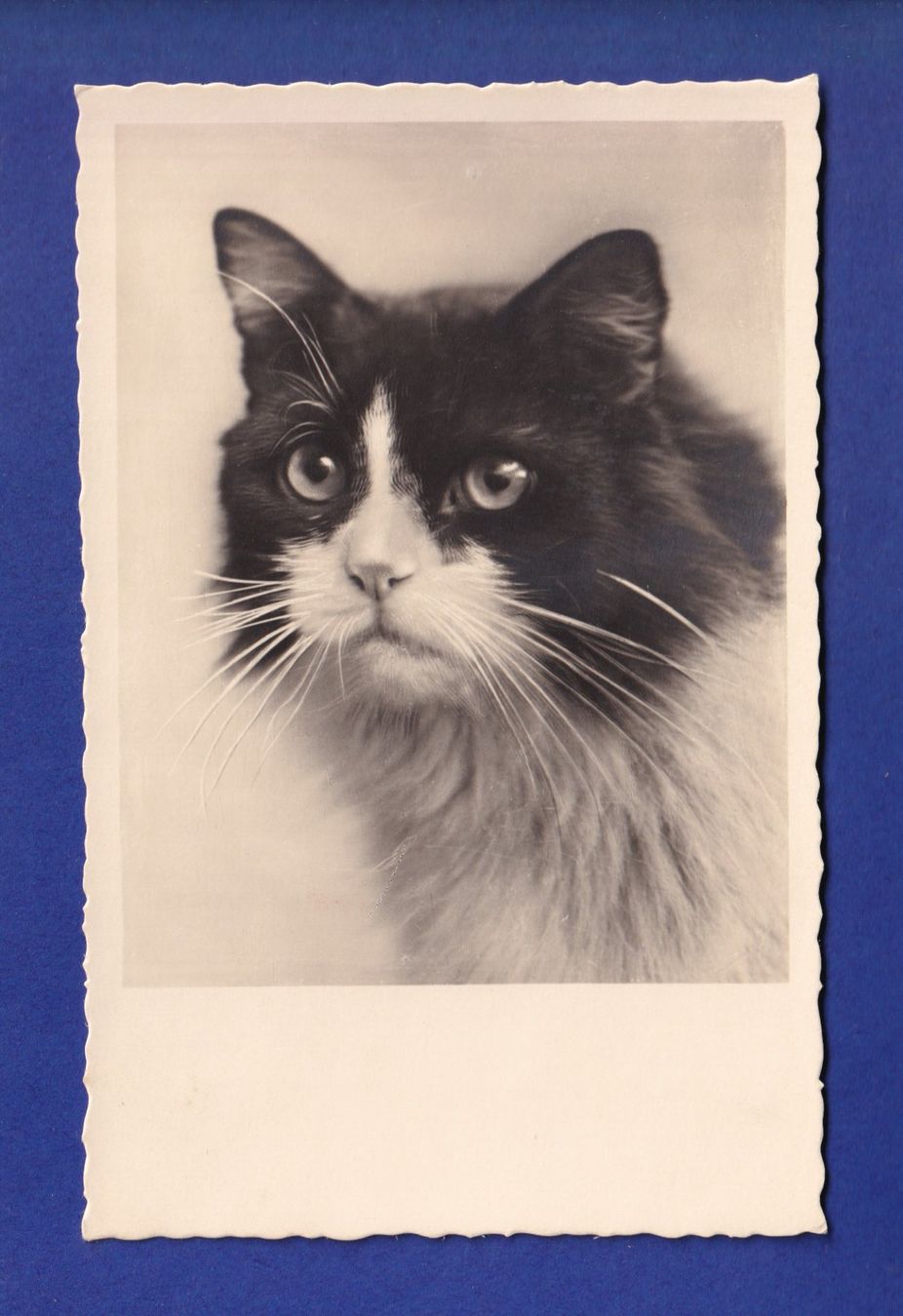 Ansichtskarten: CHAT - Portrait – Gebraucht aus Pully von nicecards-shop