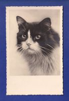 CHAT - Portrait